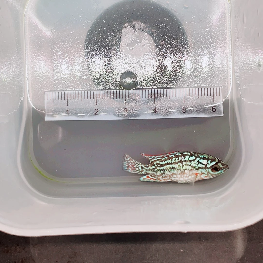 鑫***彩罗汉鱼f2罗汉鱼苗一条