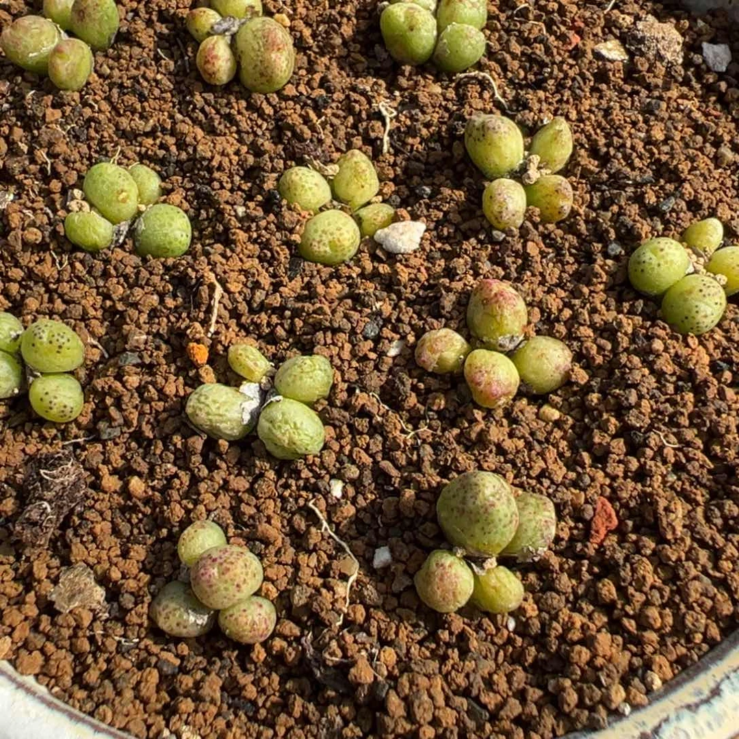 15-188量拍龙猫斑马一颗