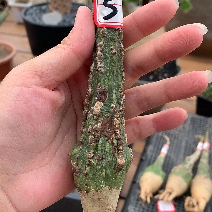 5号红叶西番莲11111111