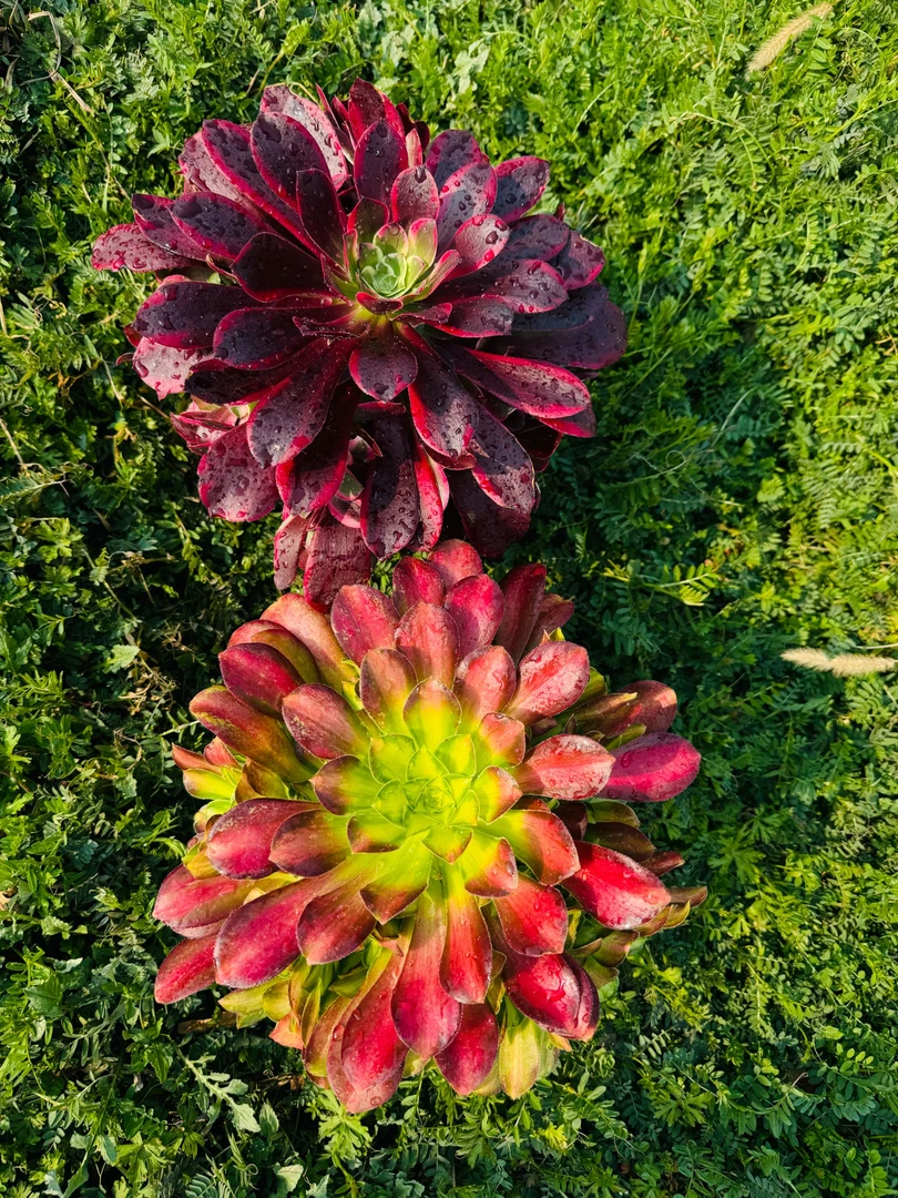 女神节爆款  法师多肉植物脱土裸根发货打包会收缩