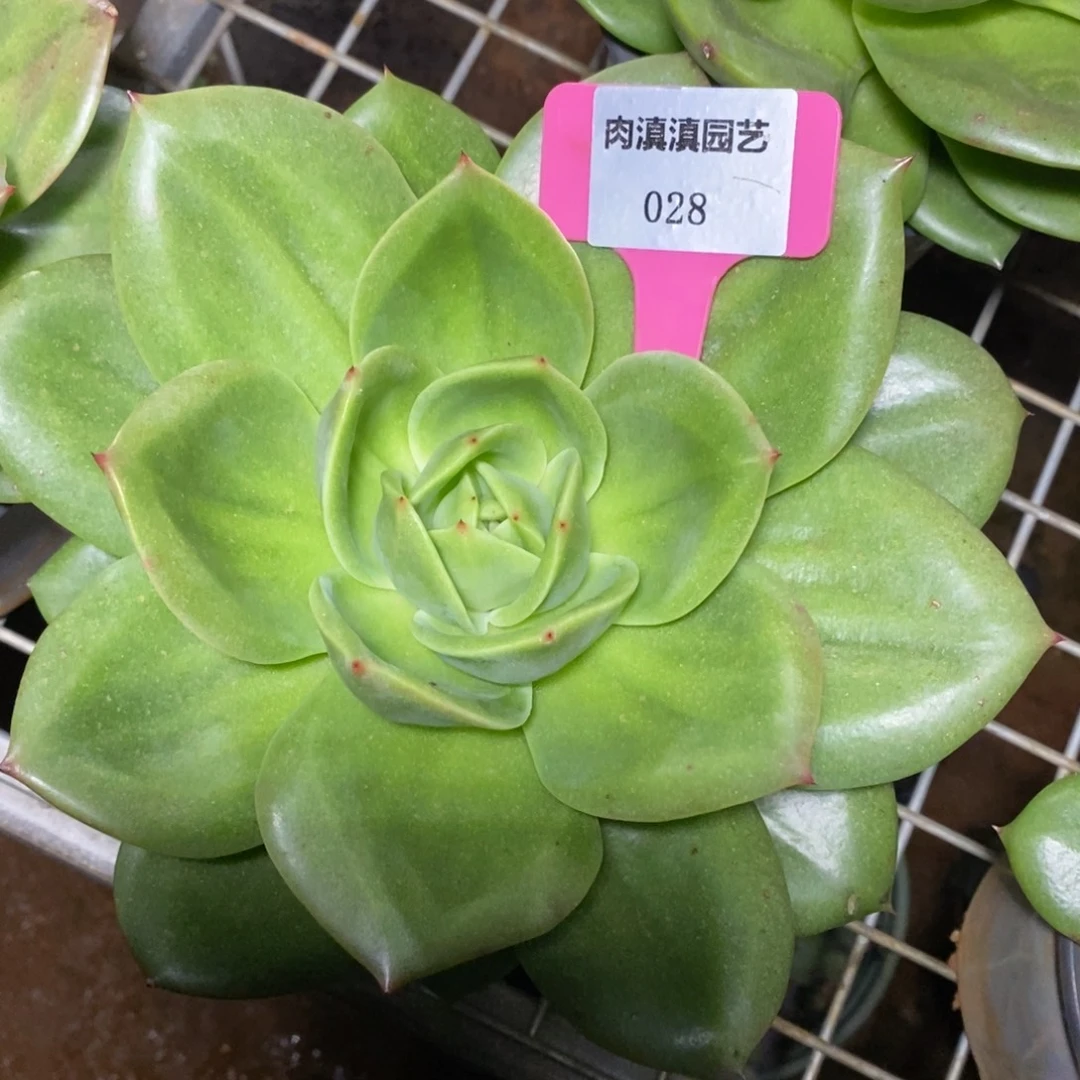 用***5x028-多肉植物 狮子王