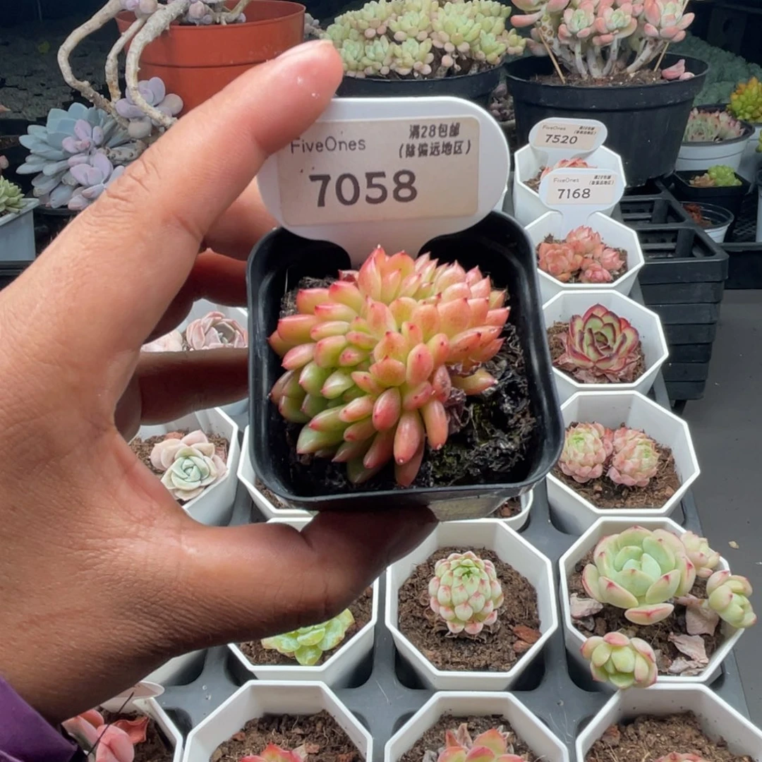 7058红国王缀4.5厘米