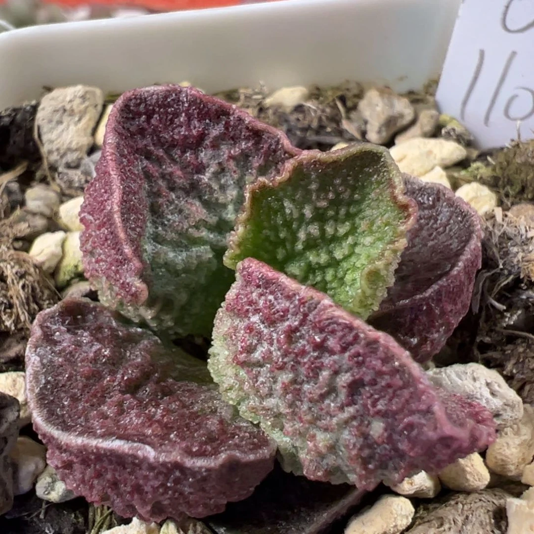 绿紫色系冰晶颗粒款实生新品