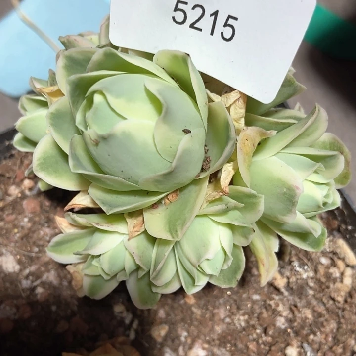 ?*✨5215山地玫瑰单头