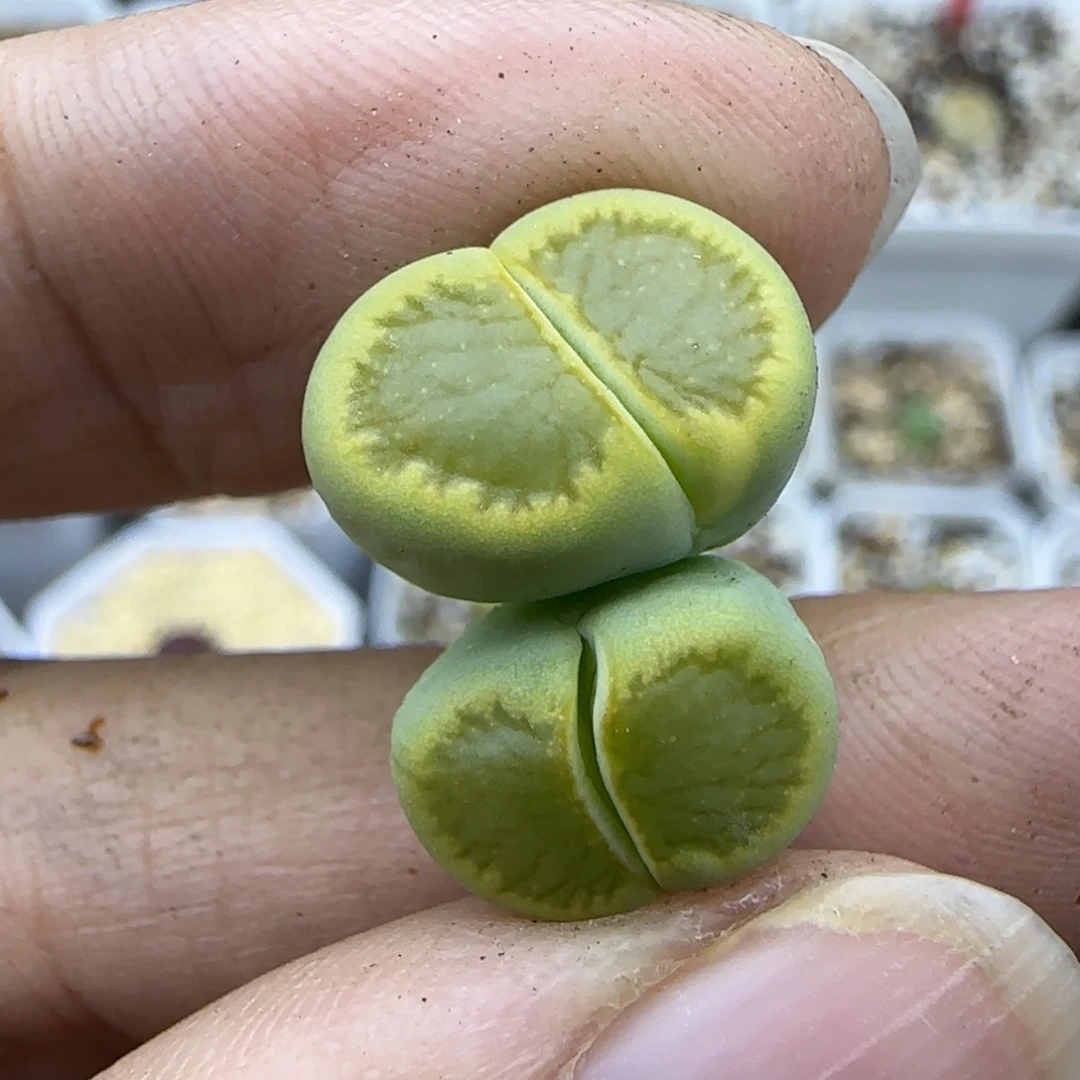 98双头绿菊福利一颗30包邮