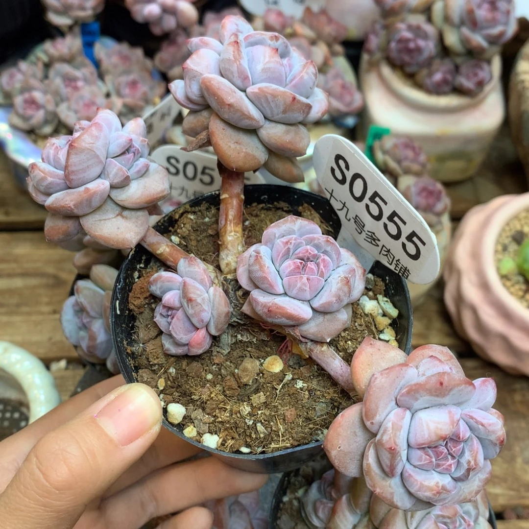 S0555 突尼斯飘枝 5头