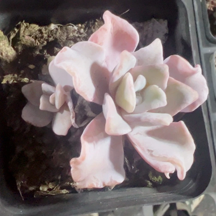 白饺子皮精品多肉植物