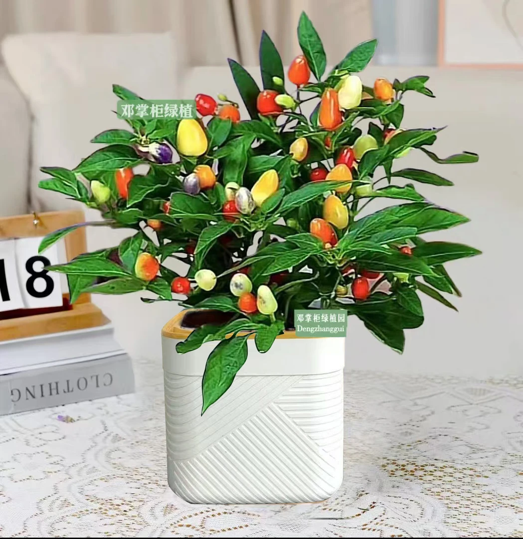 七彩椒盆栽带果四季开花常绿植物好养花卉绿植好养护