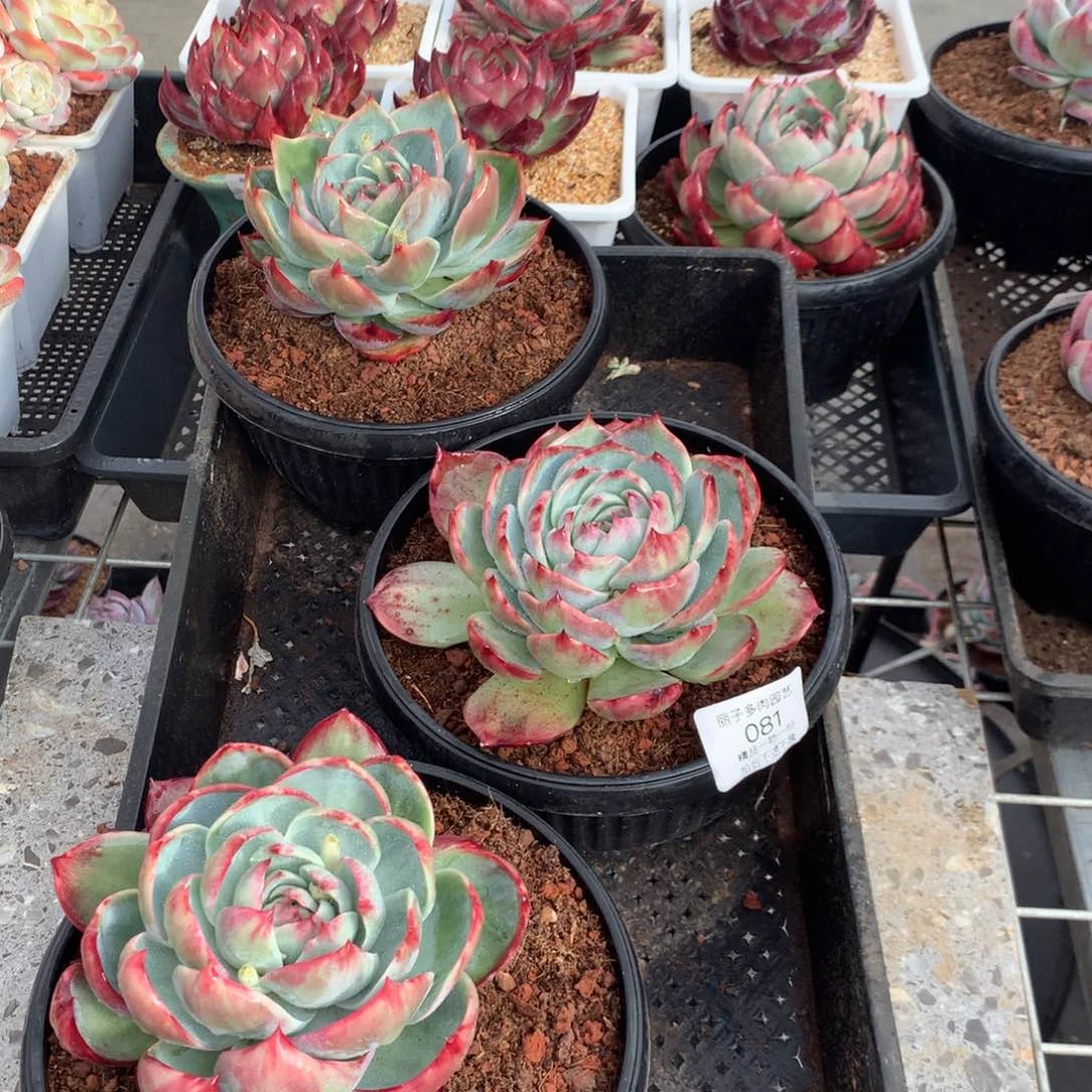 081惊鸿一组3颗。尺寸12。多肉植物
