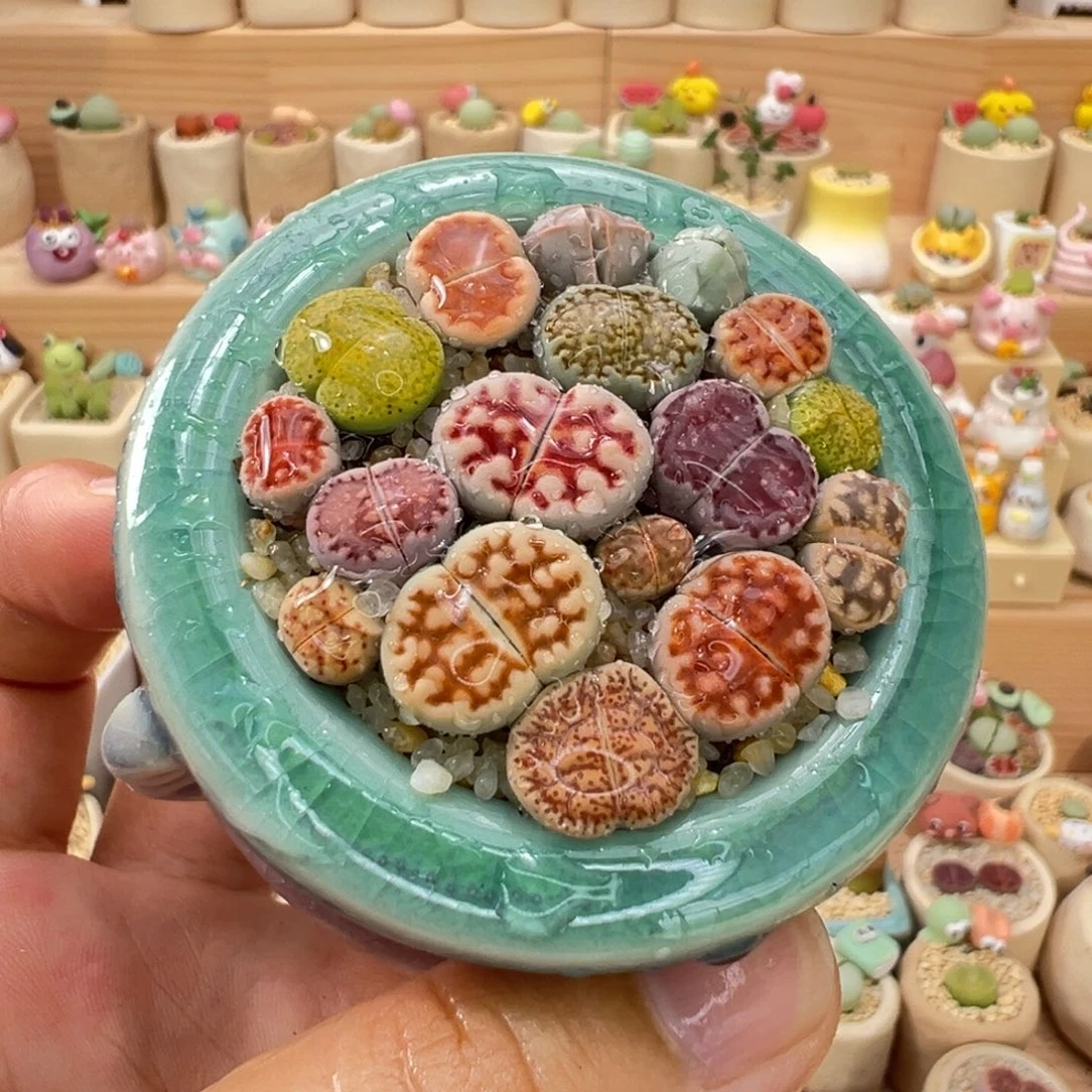 多肉植物76号彩色