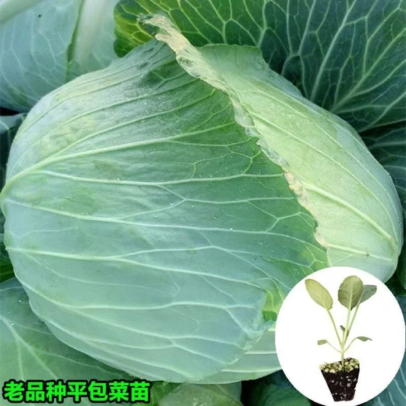 【国庆特惠】耐寒四季可栽平头包菜秧苗大果平头扁包菜种苗