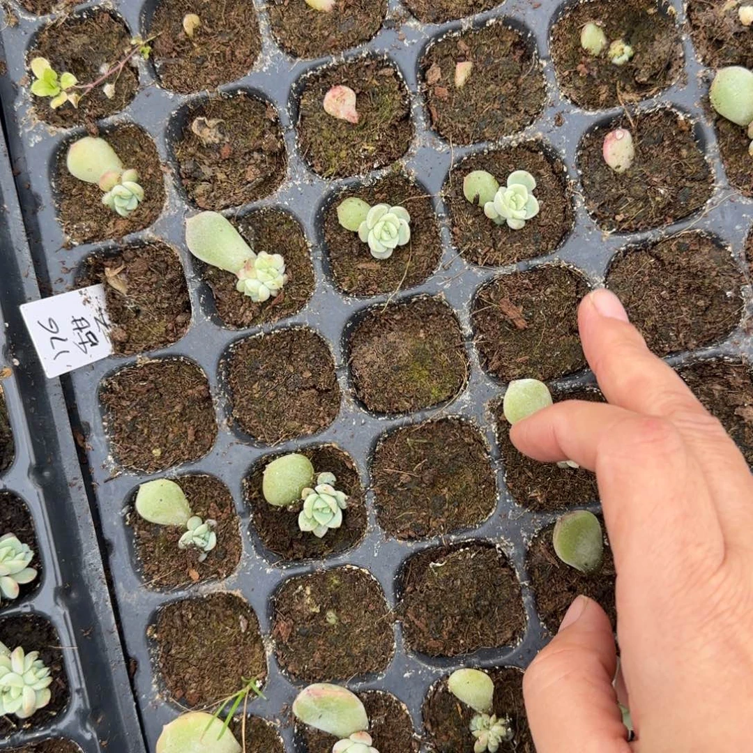 176 穴2个满25包邮