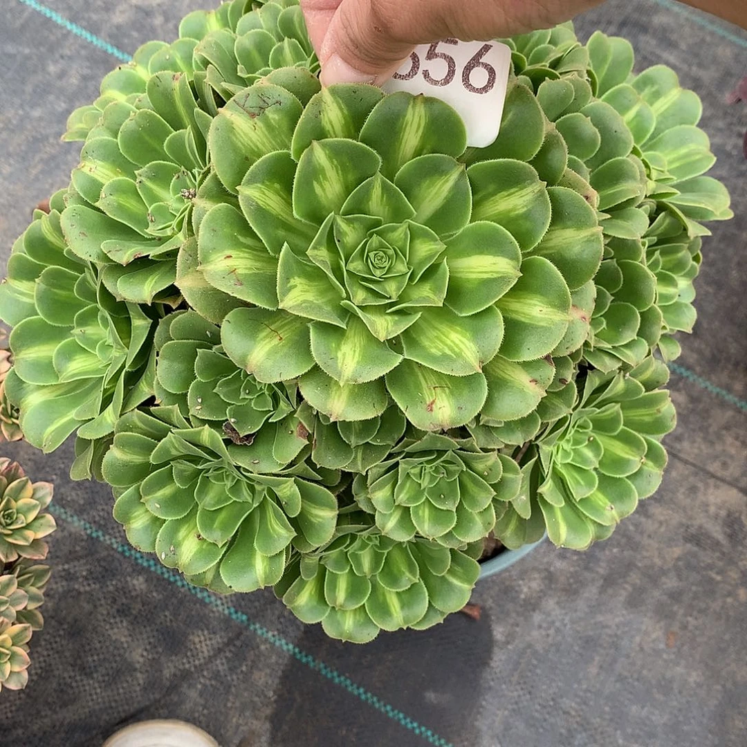 于***翡翠琉璃多肉植物656