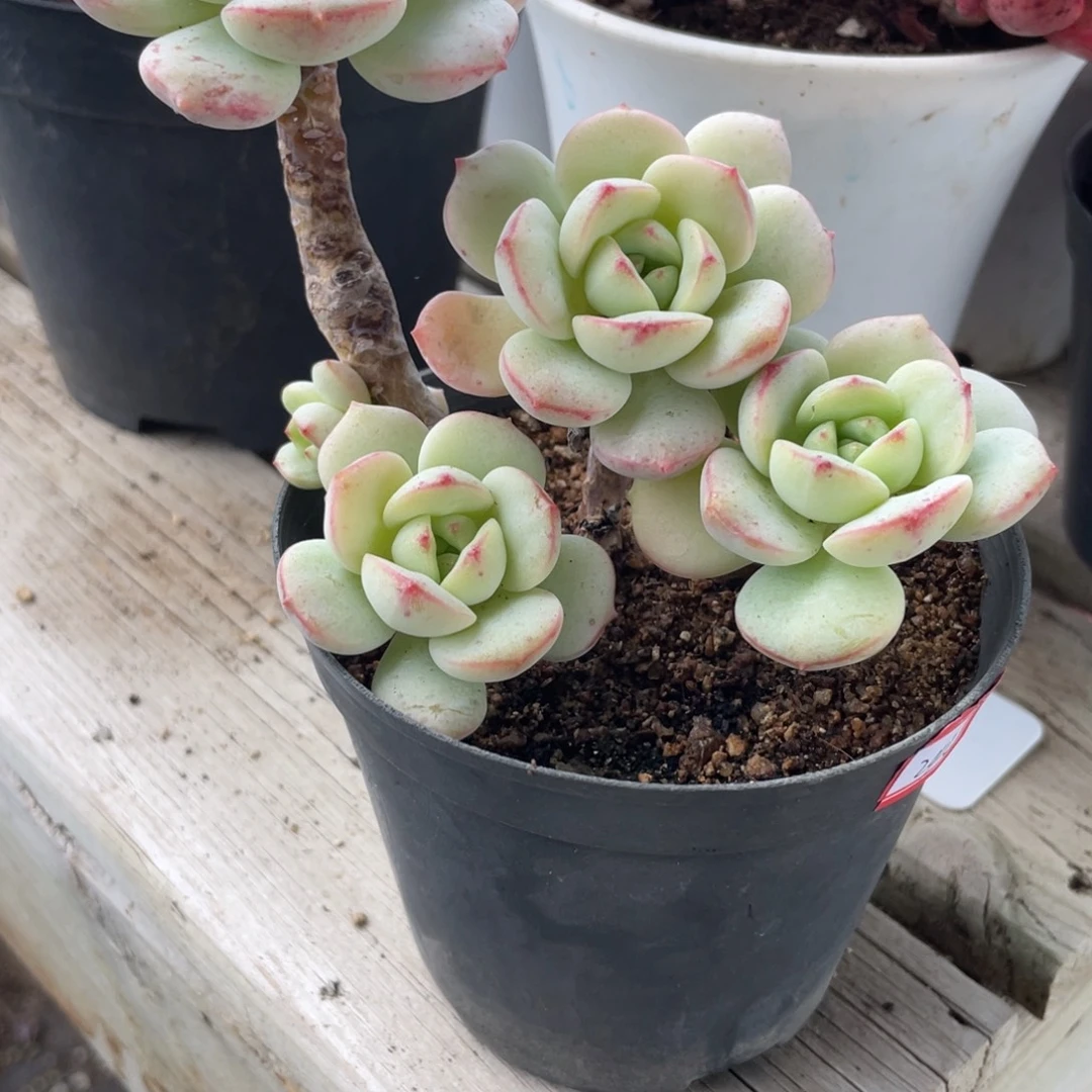 缪***缪2520  香草  六月六