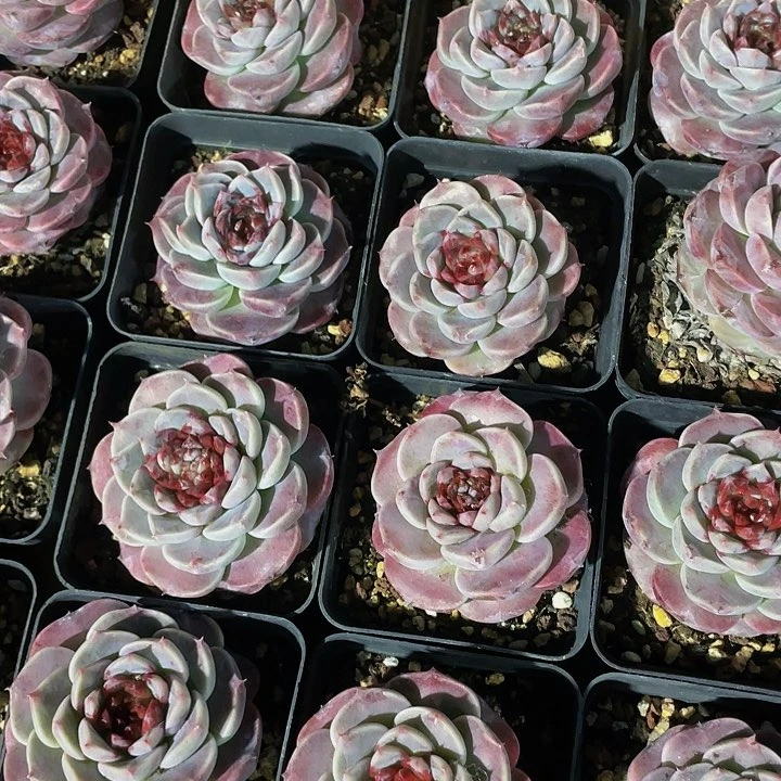 7方大天鹅绒带盆