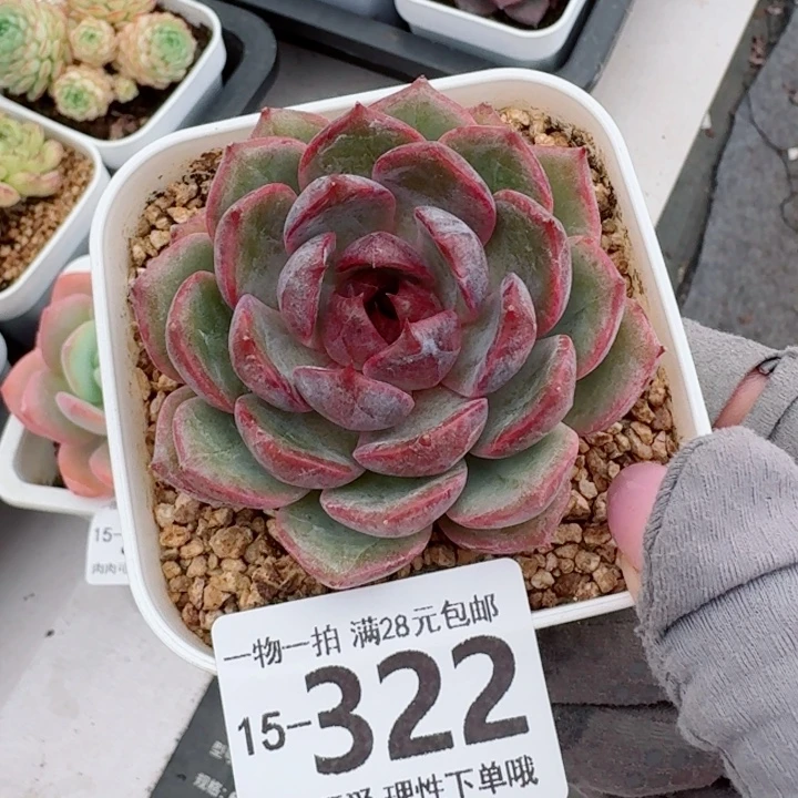 蓝莓多肉无盆土发货无