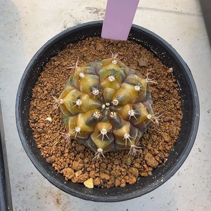 ?***✨泰国米哈81-0124