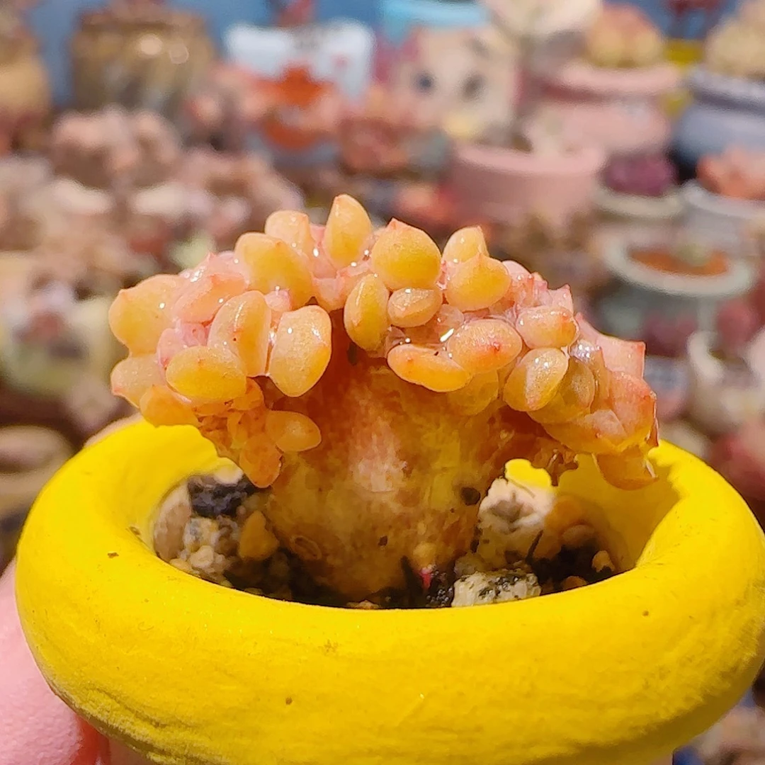 T小树胭脂缀化盆口2cm