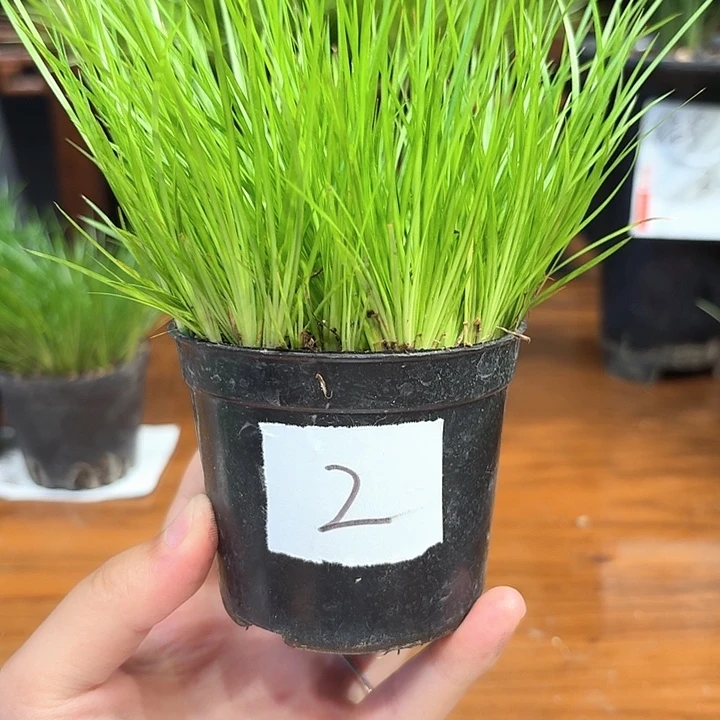 完全开放花卉种植