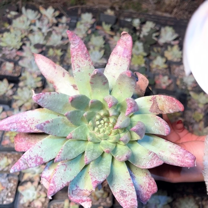 1392哈哈哈哈哈哈哈