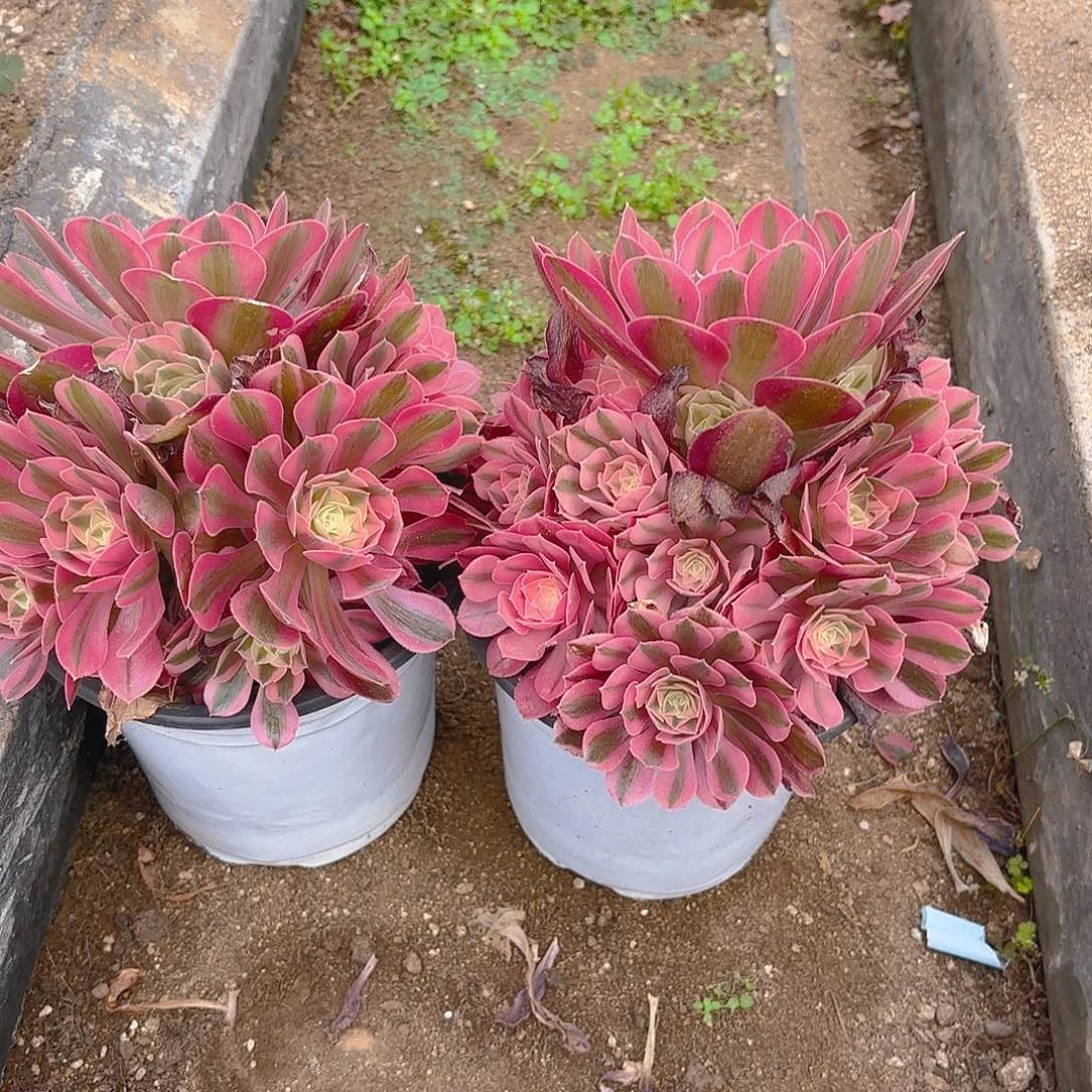 女巫多肉植物两颗