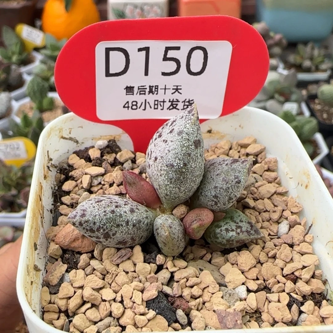 海贼王。    150。