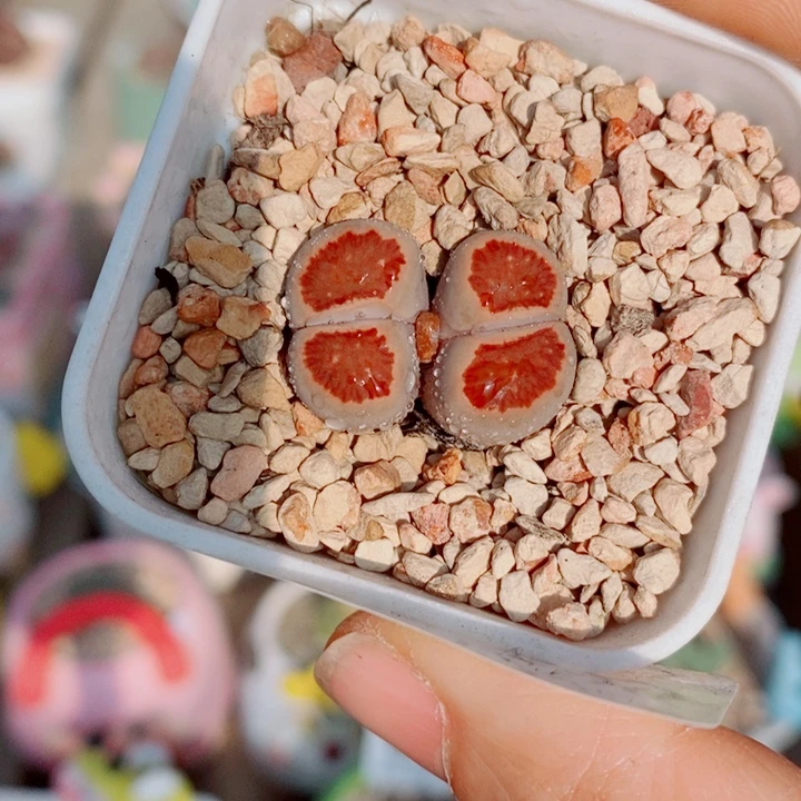 稳***福生石花花花花花花899