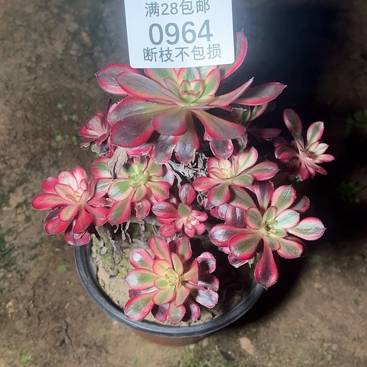 0964香奈儿多肉植物