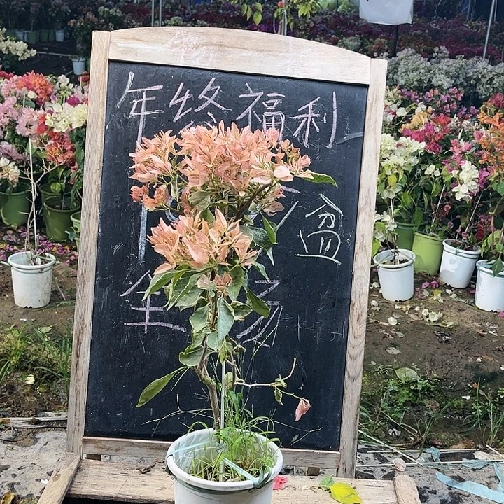 完全开放奶茶碟三角梅