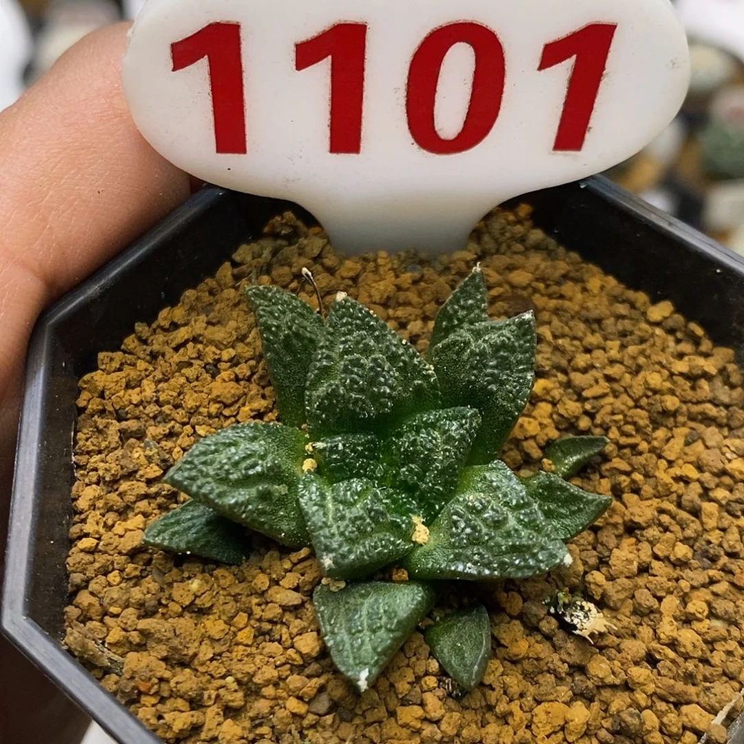 1101牡丹饿琉璃特价啦