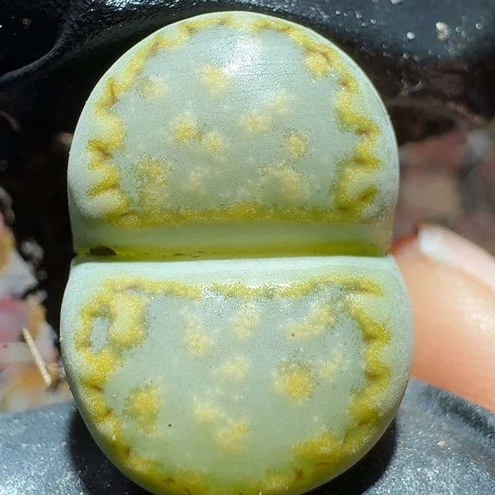 生石花122222。  2.5左右。  228