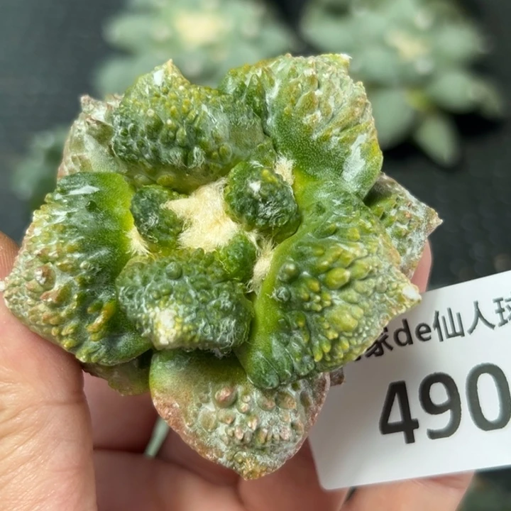 490仙人球的故事是