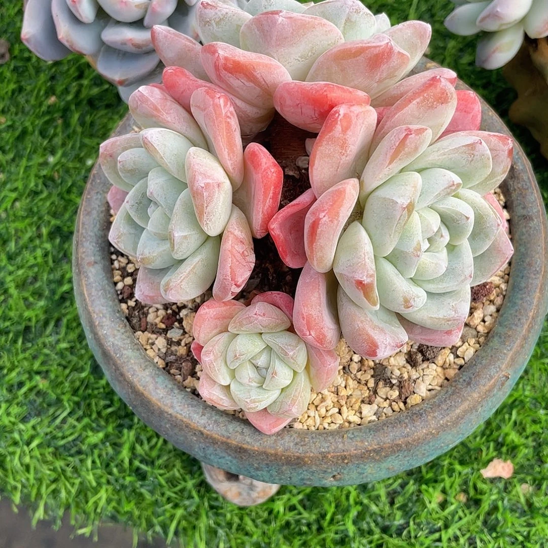 冰玉群生多肉植物一物一拍