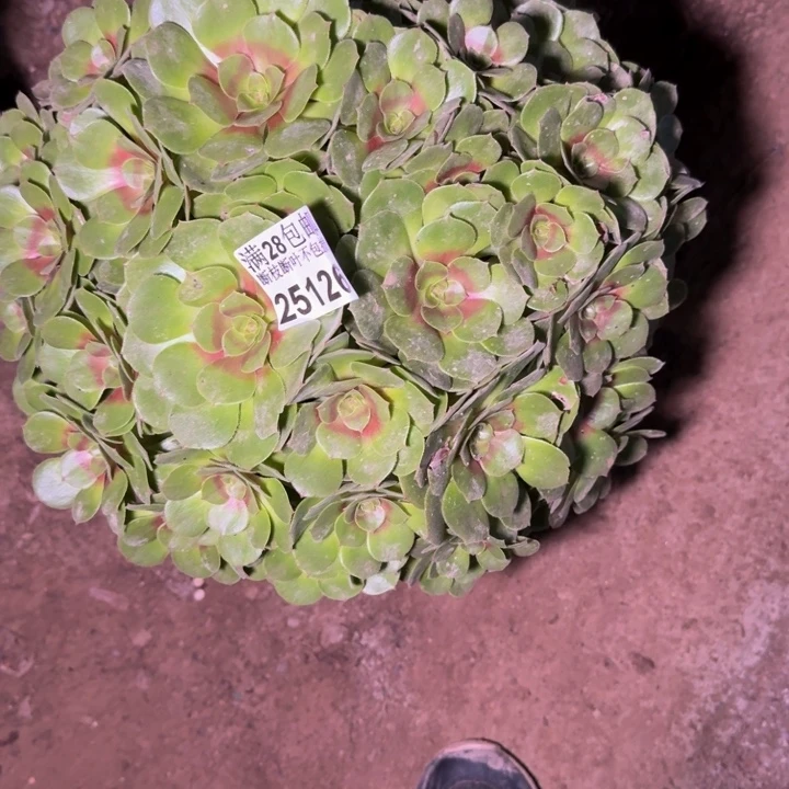 25126法师多肉植物