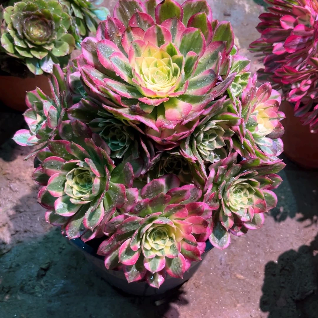 多肉植物海王1062