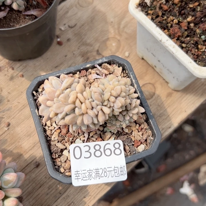 幸运的是你能给我一
