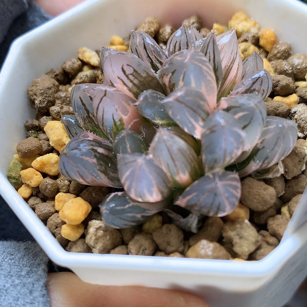 霓虹灯玉露您带盆土发货loo