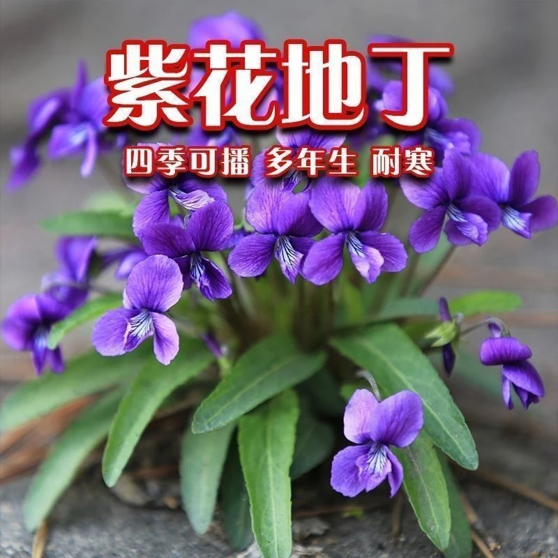 紫花地丁种子地丁籽紫堇地丁花卉种子庭院阳台耐寒地被多年