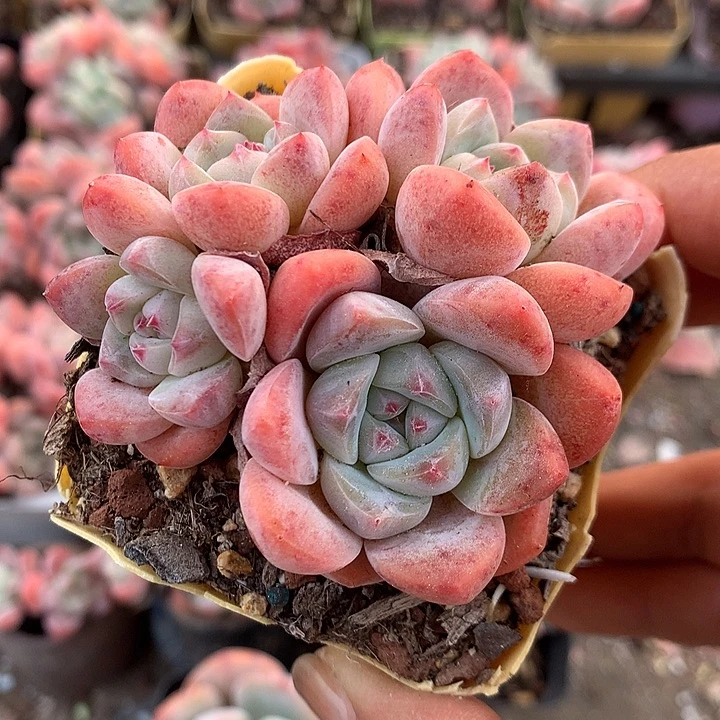 3颗一组4头冰玉杂脱土发货