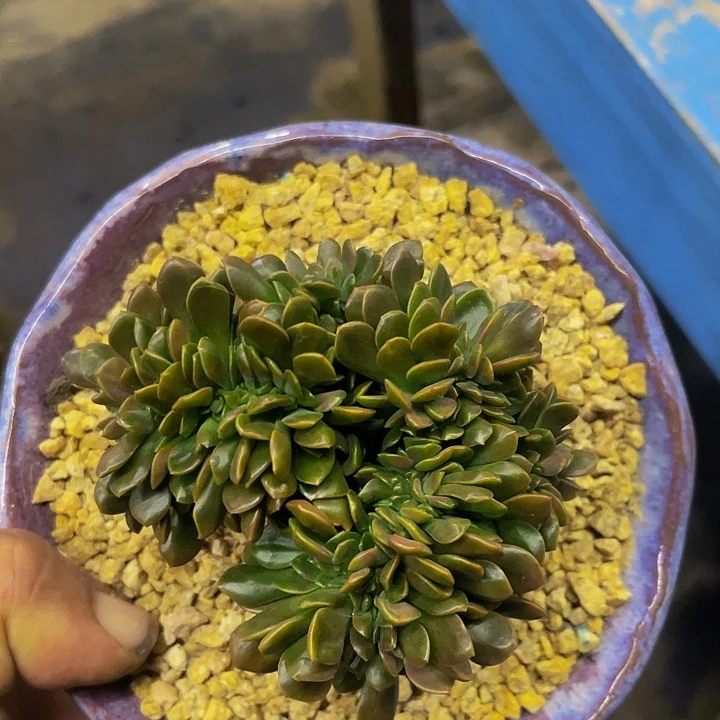 巧克力缀化一物一拍