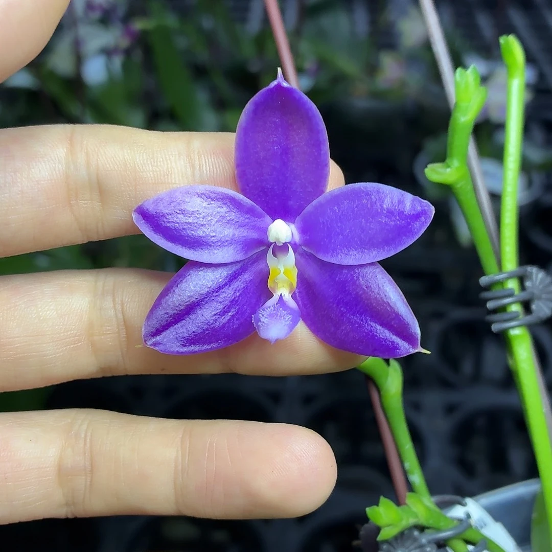当前无花朵，栽培后可花朵A2273yss1199