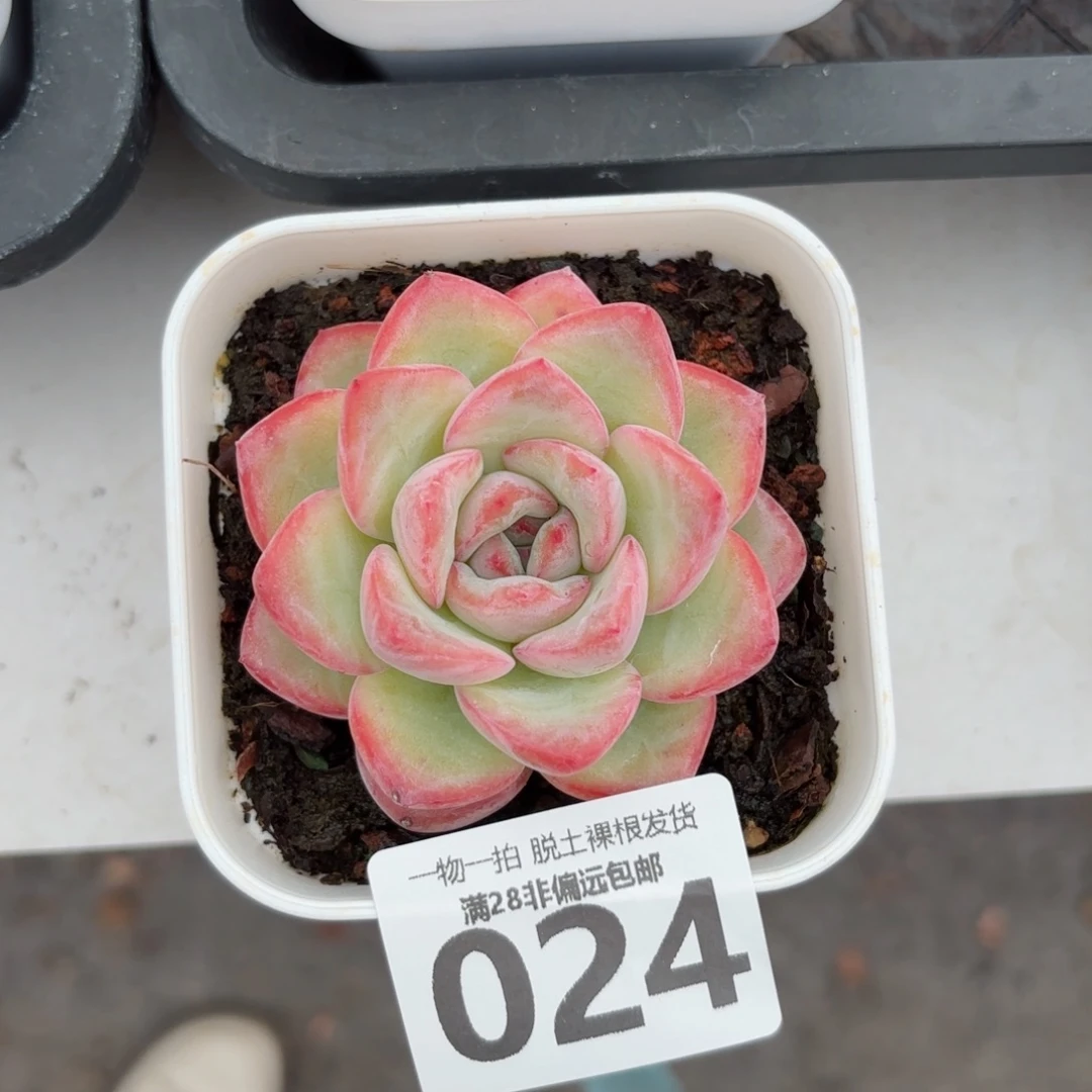 泡芙单头无盆土发货