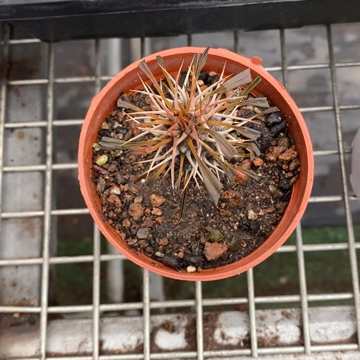 馥****4伯克利和格蕾纳等著名音乐