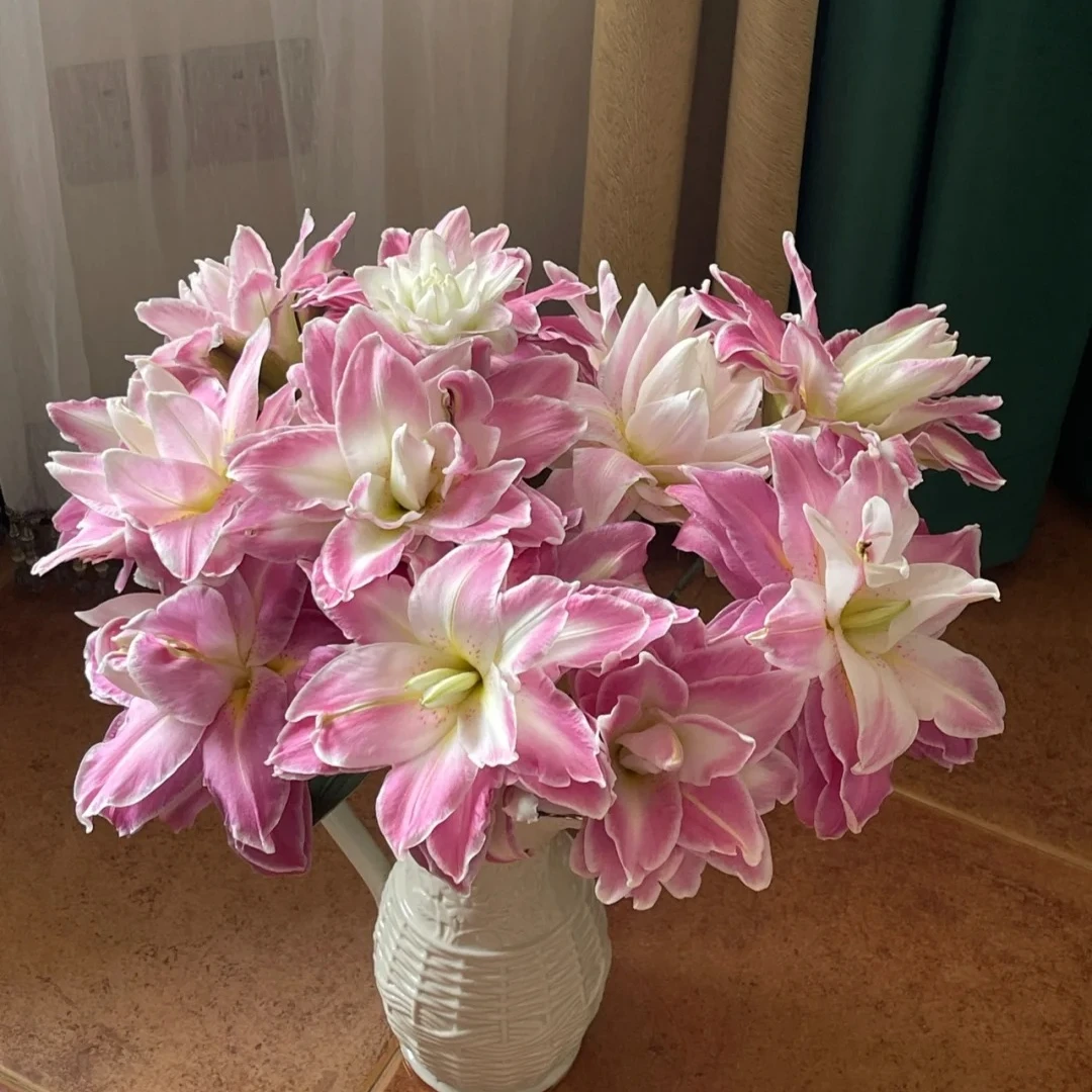 【莲花之境】精选莲花之境重瓣百合家居摆放插花云南鲜花优质鲜切花