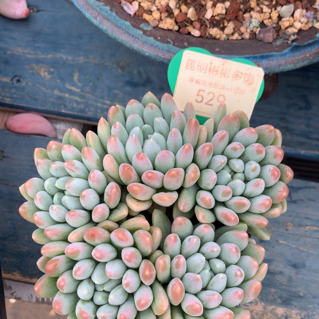 七彩奶糖无砍平头529