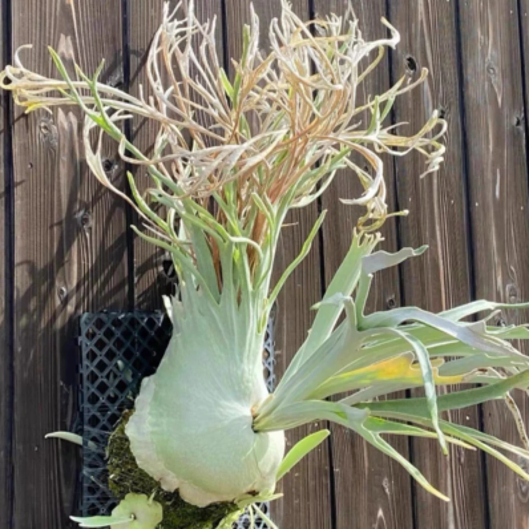 【直播间一物一拍】鹿角蕨小苗链接见血清