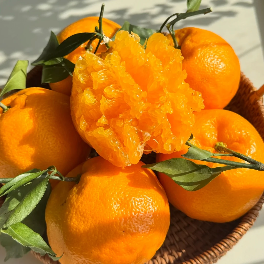 【老沙严选】源心当季新鲜春见耙耙柑礼盒装6.5斤左右