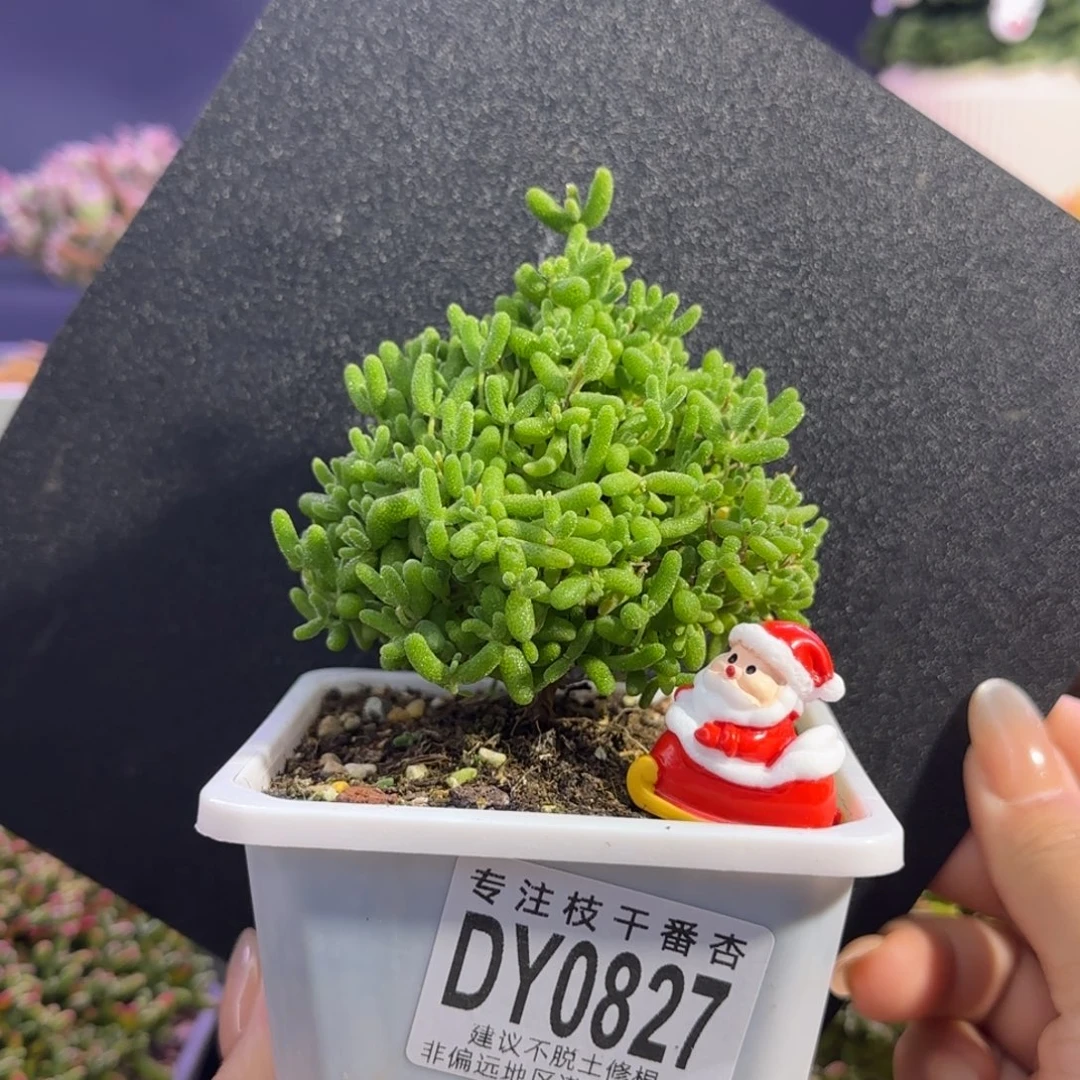 dy0827圣诞树蜜橘带配件