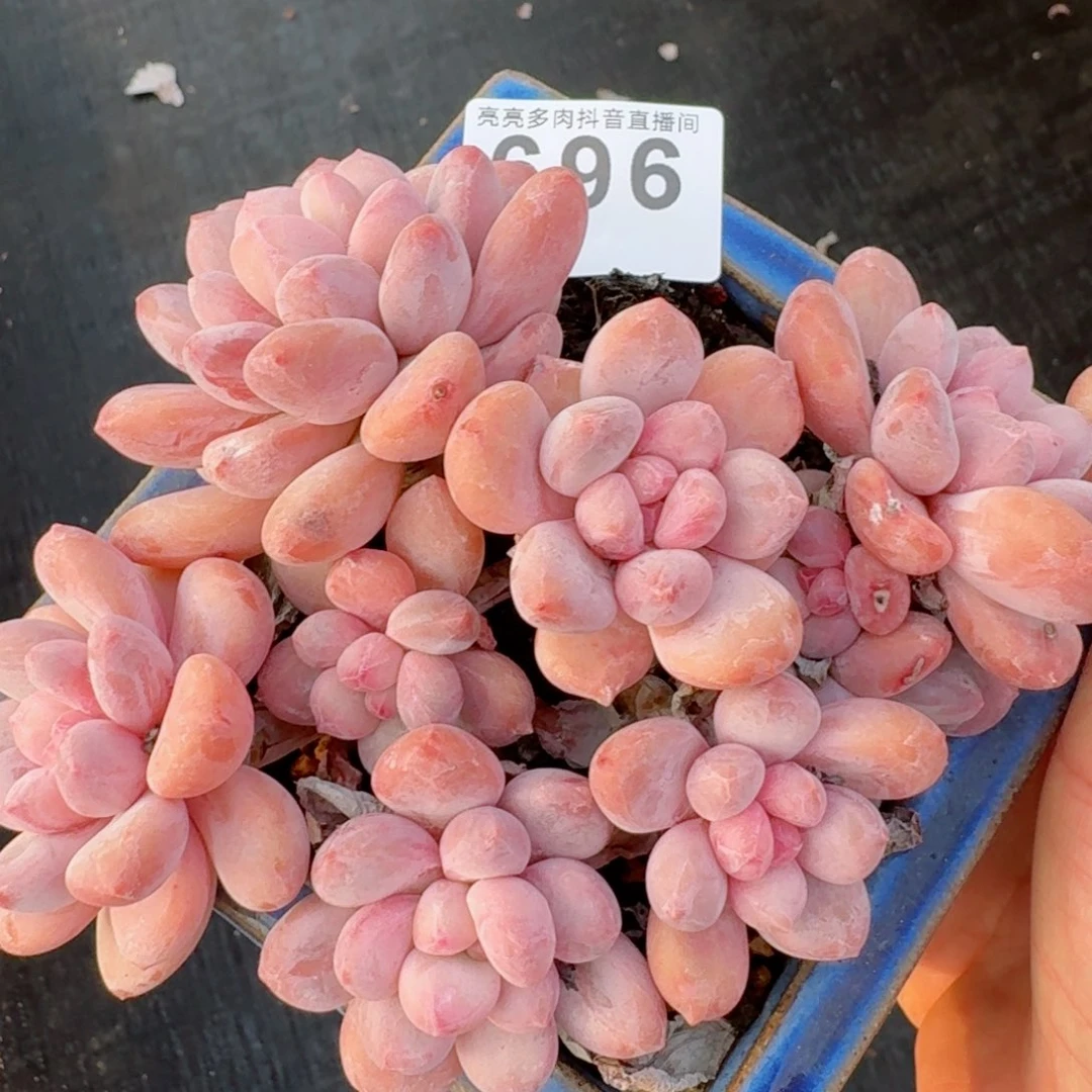 香水群生         精品多肉