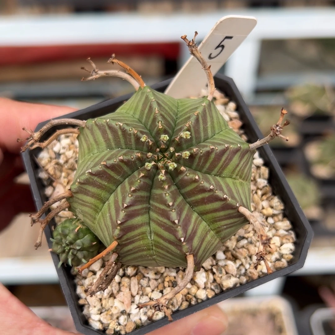 实生法利达大戟 脱土发货